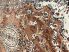 Szultán terra 03042 120X170cm, Klasszikus Szőnyeg