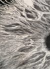 Ber Elite 8752 Szürke 80X150Cm Szőnyeg Ber Elite 8752 Szürke 80X150Cm Szőnyeg