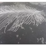 Ber. Allianz 6304 Szürke 200x290cm szőnyeg