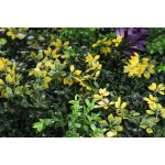 Mű zöld fal G21 Listo Herb, 50×50 cm