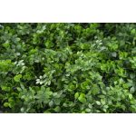 Mű zöld fal G21 Listo Berry, 50×50 cm