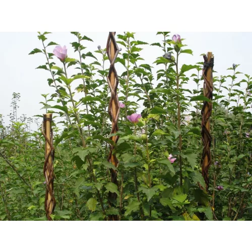 Rúd Garden Willow 130 cm, vesszőből készült, növénytámasztó