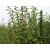 Rúd Garden Willow 190 cm, vesszőből készült, növénytámasztó