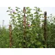 Rúd Garden Willow 190 cm, vesszőből készült, növénytámasztó