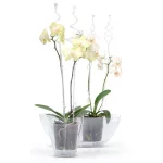 Támasztórúd COUBI ISTC01, 60 cm, átlátszó, orchideához