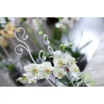 Támasztórúd COUBI ISTC01, 60 cm, átlátszó, orchideához