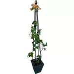 Növénytámasz Strend Pro, 4 lábú, 180 cm