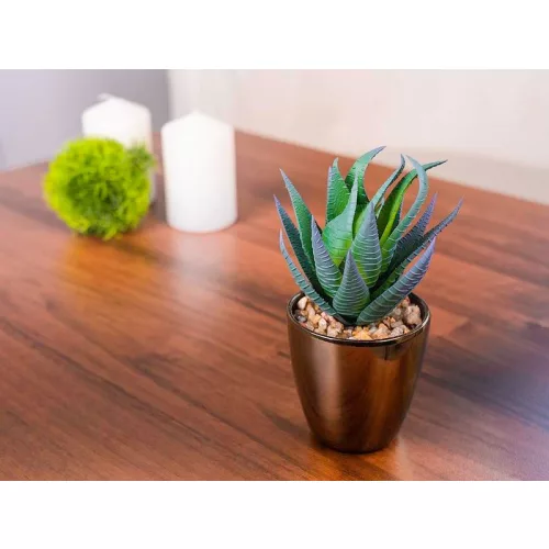 Szukkulens MagicHome S15643, 17 cm, műanyag virágtartóban, arany, mű