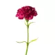 Szegfű művirág 122 Magenta