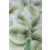 Leveles konyhai falikép 50b Zöld 60x90 cm