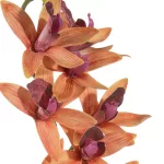Mű orchidea Narancssárga