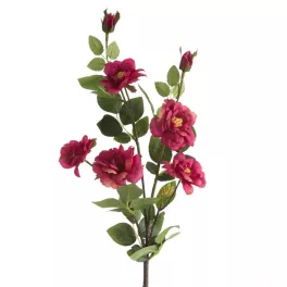 Rózsa 428 Magenta