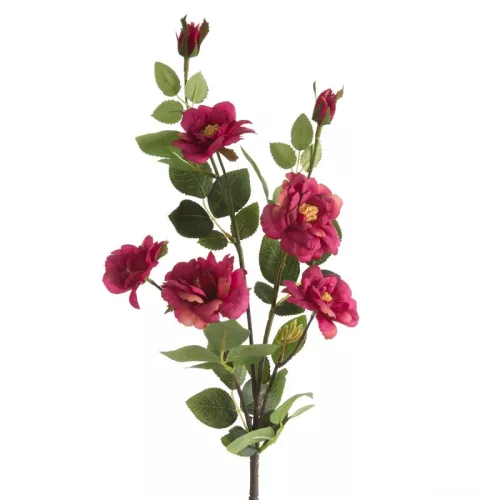 Rózsa 428 Magenta