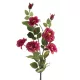 Rózsa 428 Magenta