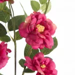 Rózsa 428 Magenta