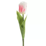Tulipán 467 Rózsaszín