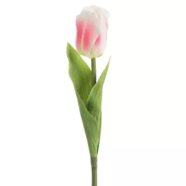 Tulipán 467 Rózsaszín