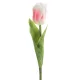 Tulipán 467 Rózsaszín