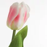 Tulipán 467 Rózsaszín