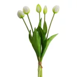 Tulipán 473 Fehér
