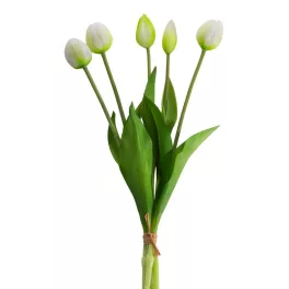 Tulipán 473 Fehér