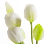 Tulipán 473 Fehér