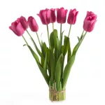 Tulipán 476 Magenta