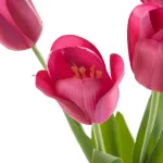 Tulipán 476 Magenta