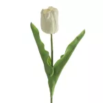 Tulipán 477 Fehér