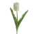 Tulipán 477 Fehér
