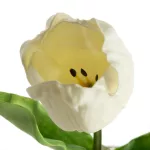 Tulipán 477 Fehér