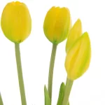 Tulipán 473 Sárga