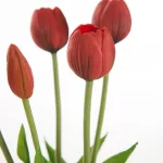 Tulipán 473 Piros