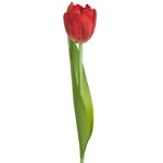 Tulipán 475 Piros