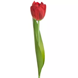 Tulipán 475 Piros