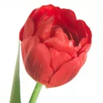 Tulipán 475 Piros