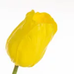 Tulipán 477 Sárga