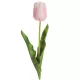 Tulipán 477 Világos rózsaszín