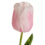Tulipán 477 Világos rózsaszín