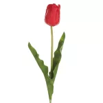 Tulipán 477 Piros