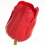 Tulipán 477 Piros