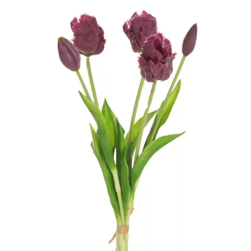 Tulipán 474 Ibolyalila