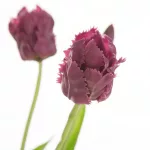 Tulipán 474 Ibolyalila