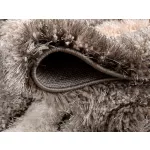 TOP! LUXUS SHAGGY SHAGGY SZŐNYEG, Den. Elvira 0625 bézs 200x290cm